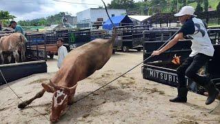 SAPI NGAMUK TURUN DARI TRUK OLENG‼️