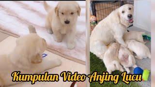 Kumpulan Video Anjing Lucu