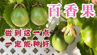 种植百香果容易忽视的问题（园艺篇143）种好百香果的关键！真的需要人工授粉？