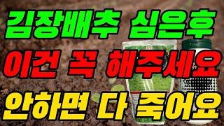 배추모종 심고 7일안에 해야할 것 배추농사 안 망할려면 반듯이 해야합니다