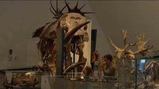 Royal Ontario Museum reopens to the public