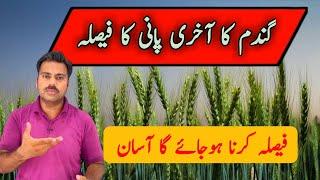 Last irrigation in wheat crop | How to decide about last watering in wheat field | Abid Ali Agrarian