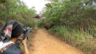 BERBURU BURUNG PERGAM & PUNAI DI SARANG AYAM HUTAN..