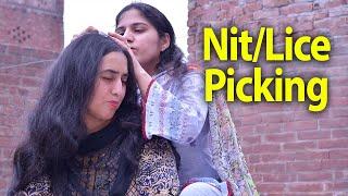 Lice Nit Picking from pure Black Hairs Long Hairs | ASMR Pakistan