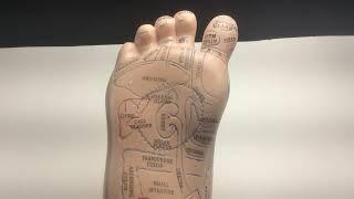 Foot Acupuncture Model from Lierre.ca