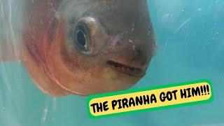 Pacu Tank Move After Piranha Attack (Snake Island Exotics) #fish #predator #piranha #rescue #pets