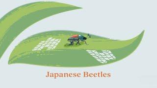 Protect Your Garden: Japanese Beetles