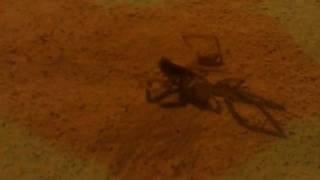 "Attempting" to kill a Camel Spider with Insecticide (In Hawler, Kurdistan)