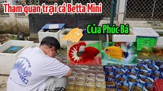 Mời ae Tham Quan trại cá Mini của Phúc Bá |THANH HẢI BETTA|