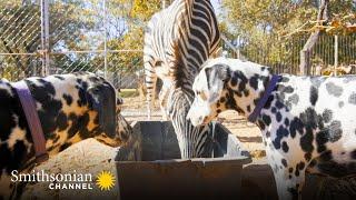 This Orphan Zebra & Two Dalmatians Are Close Pals  Amazing Animal Friends | Smithsonian Channel