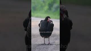 Hear the Funny Turkey Calls!