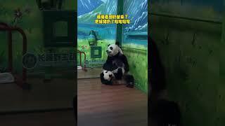 萌萌看到奶爸来了，把妹猪“扔了”妹猪：这熟悉的感觉…#大熊猫妹猪