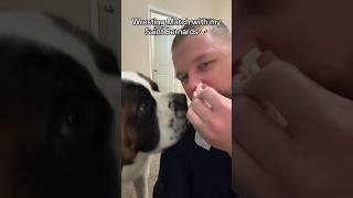 Saint Bernard’s won  #dogsoftiktok #saintbernard #funny #petowner #dogbreeds #fypage #fypviral