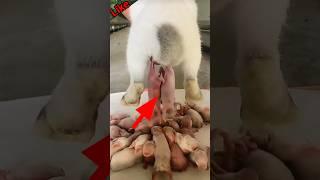 how the rabbit giving births baby ! #amazing #shorts  #rabbitgivingbirth #shortsfeed