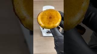 Mushrooms Under Microscope Look Awesome | 6000x Zoom