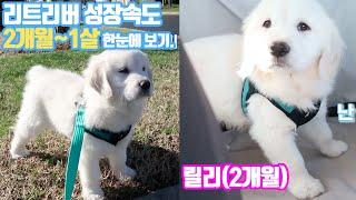 골든 리트리버 성장과정 한눈에 보기 (2개월-1살!)폭풍성장 OUR PUPPY GROWING UP/ Golden Retriever Puppy 7 Weeks to a Year