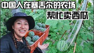 A Chinese Started A Greenhouse Farm in Seychelles, And The Price of Watermelon Shocked Me!