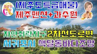 ️제주도특급매물️제주펜션+과수원 2차선도로변 자연취락지구토지 서귀포시 색달동 색달동펜션 제주도펜션매물 아름다운펜션 바다조망가능 황금빛세상TV 발품부동산제주 쇼킹부동산제주