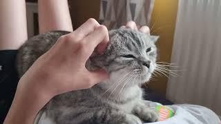 Cat head massage  Bonik relax