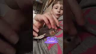 Перчик просит ласки