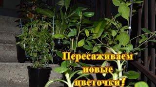 Пересадка купленных цветов! А мы всё пересаживаем!