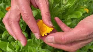 Identifying, Growing + Harvesting Calendula