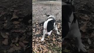 Pro-Styles Kennel Thursday Morning Tampering
