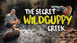 The secret WILD GUPPY CREEK - 100.000 guppy fish | Planted Tank