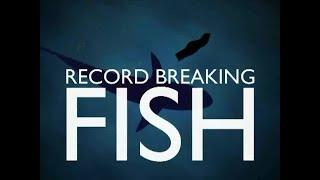 Record Breaking Fish - Llandegford - Roach & Bream - Matt Hayes & Mick Brown