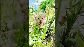 Kittens voice , cats voice ️ #kitten #kittensvideo #kittenvoice #vlogs #mountain #hunza #gilgit