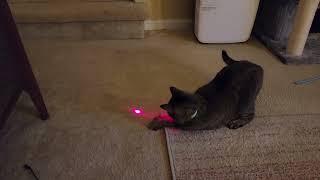 Smart collar with laser for cat