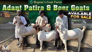 Quality Boer, Patira, Haypad Goats For Sale at Begums Goat Farm