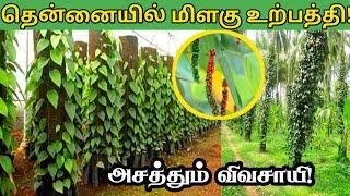 வறட்சியான நிலத்தில் மிளகு சாகுபடி! ஆண்டுக்கு 9 லட்சம் வருமானம் | Black Pepper Cultivation