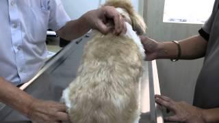 A 13-year-old Shih Tzu has kidney and bladder stones - CONSULTATION---NO SURGERY