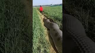 Anaconda Snake Chasing Boy video #shorts