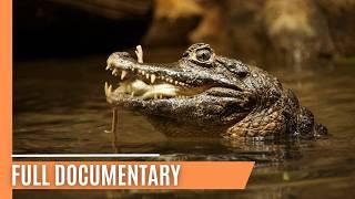 Discovering the Secret Lives of Crocodilians | Full Documentary