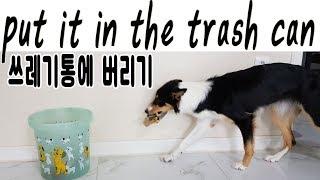 7개월 퍼피 트레이닝 쓰레기 버리기 in the trash can / 보더콜리 티나 border collie TINA  강아지개인기