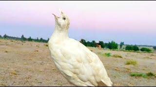 white teetar ki awaz white partridge