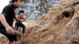 Three brave hunters shouted to catch 100 venomous snakes on the sandbank of the river.