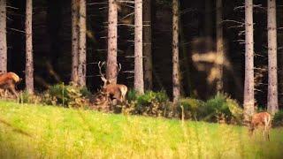 2024 Herbstwanderung-01 Hirschbrunft