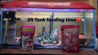 3ft Community Aquarium Feeding Time️#fishtankvlog #video #viralvideo #parrotfish #sharkfish