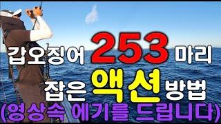 갑오징어 253마리 잡은 액션 방법과 채비의 선택방법 그리고 새로알게된 사실들