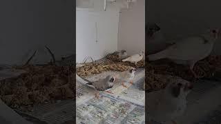 зебровые амадины гнездо2 пополнение #амадины #птицы #zebrafinches #shorts