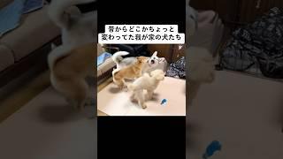 昔からちょっと変わってた犬たち #shorts