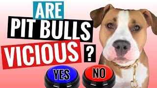 Dog Anwers Questions Using Talking Buttons [The Truth About Pit Bulls Pt1]