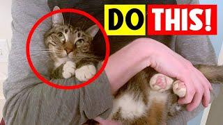 8 SECRET WAYS to Tell Your Cats YOU LOVE THEM! (In a Way They Understand!)