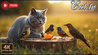  LIVE NOW: Best Cat TV for Cats - Birds, Squirrels & Wildlife Fun | Hours of Cat-Friendly Content