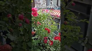 #베란다정원 #분홍겹찔레 #벨벳찔레 #찔레꽃 #이미자 #그시절그노래