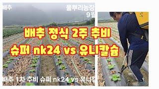 배추 1차 추비 슈퍼 nk24 VS  유니칼슘 비교 준비  괴산절임배추 자연특별시괴산 [배추재배방법]