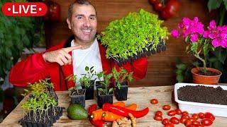  Potenciar Cultivos de PRIMAVERA - Tomate Ají Pimientos Maíz - Aumenta la Cosecha